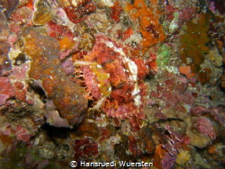Tasseled Scorpionfish - Scorpaenopsis oxycephala
perfect... by Hansruedi Wuersten 